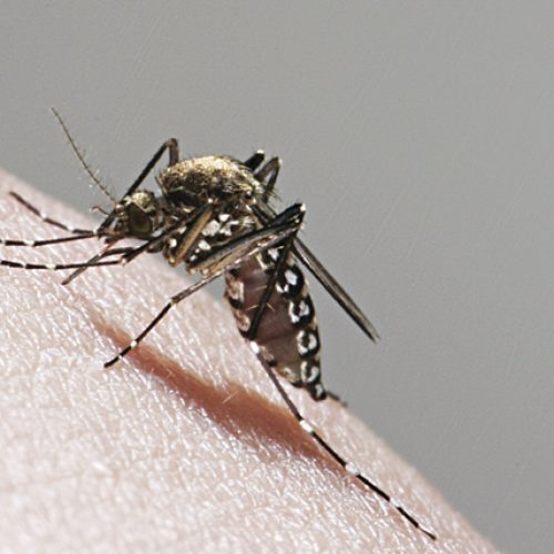 日本腦炎影響深 小童防蚊要留神